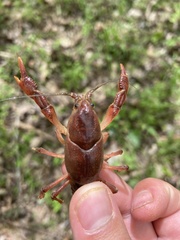 Distocambarus youngineri