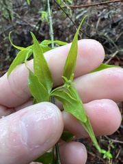 Buckleya distichophylla