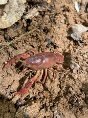 Distocambarus youngineri