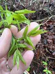 Buckleya distichophylla