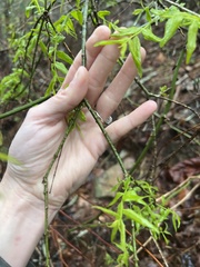 Buckleya distichophylla