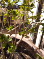 Frontinellina frutetorum