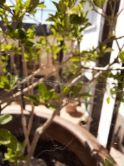 Frontinellina frutetorum