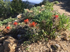 Castilleja covilleana