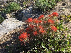 Castilleja covilleana