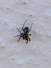 Hypsosinga albovittata