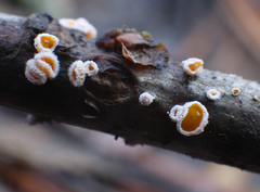 Capitotricha bicolor