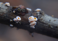 Capitotricha bicolor