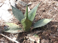 Agave salmiana crassispina