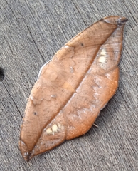 Oxytenis modestia