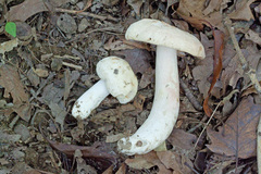 Russula flavisiccans