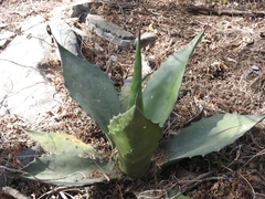 Agave salmiana crassispina