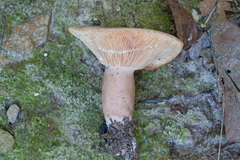 Lactarius mutabilis