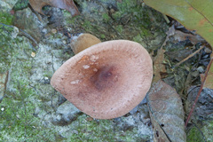 Lactarius mutabilis