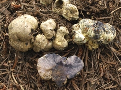 Heliogaster columellifer