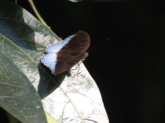 Tanaecia iapis puseda