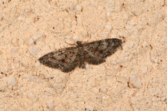 Eupithecia cocciferata