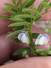 Vicia lens