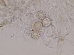 Heliogaster columellifer