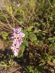Lantana megapotamica