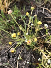 Blennosperma bakeri