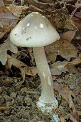 Amanita submaculata