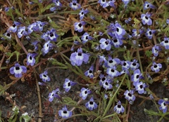 Downingia concolor concolor