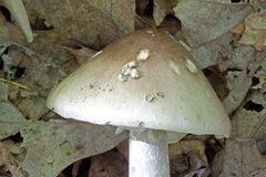 Amanita submaculata