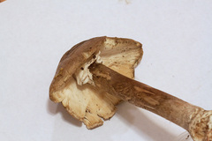 Amanita submaculata