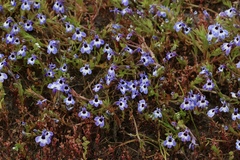 Downingia concolor concolor