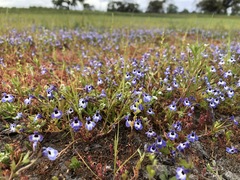 Downingia concolor concolor