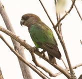 Niam-Niam Parrot photo 2