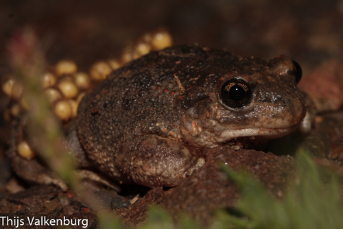 Iberian Midwife Toad, photo 2 of 7