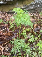 Thaspium pinnatifidum
