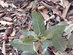 Quercus polymorpha