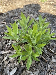 Artemisia suksdorfii