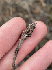 Rabdophaga salicistriticoides