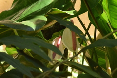 Anthurium nymphaeifolium