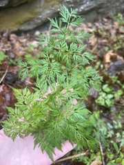 Thaspium pinnatifidum