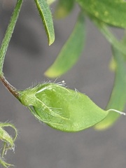 Vicia lens