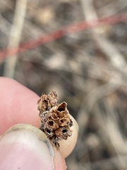 Rabdophaga salicistriticoides