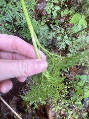 Thaspium pinnatifidum