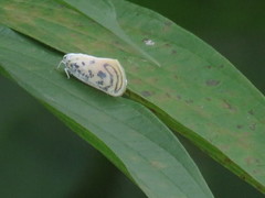 Copsyrna maculata