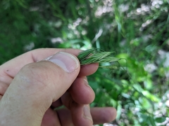 Bromus texensis