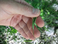 Bromus texensis
