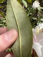 Rhododendron carolinianum