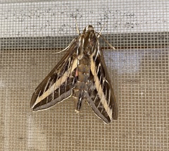 Hyles lineata