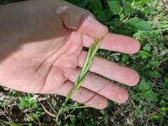 Bromus lanceolatus