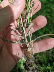 Bromus lanceolatus