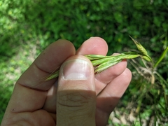 Bromus lanceolatus